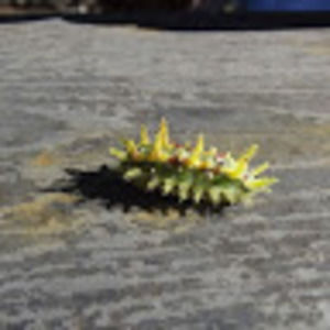 Meet your Posher, Holly